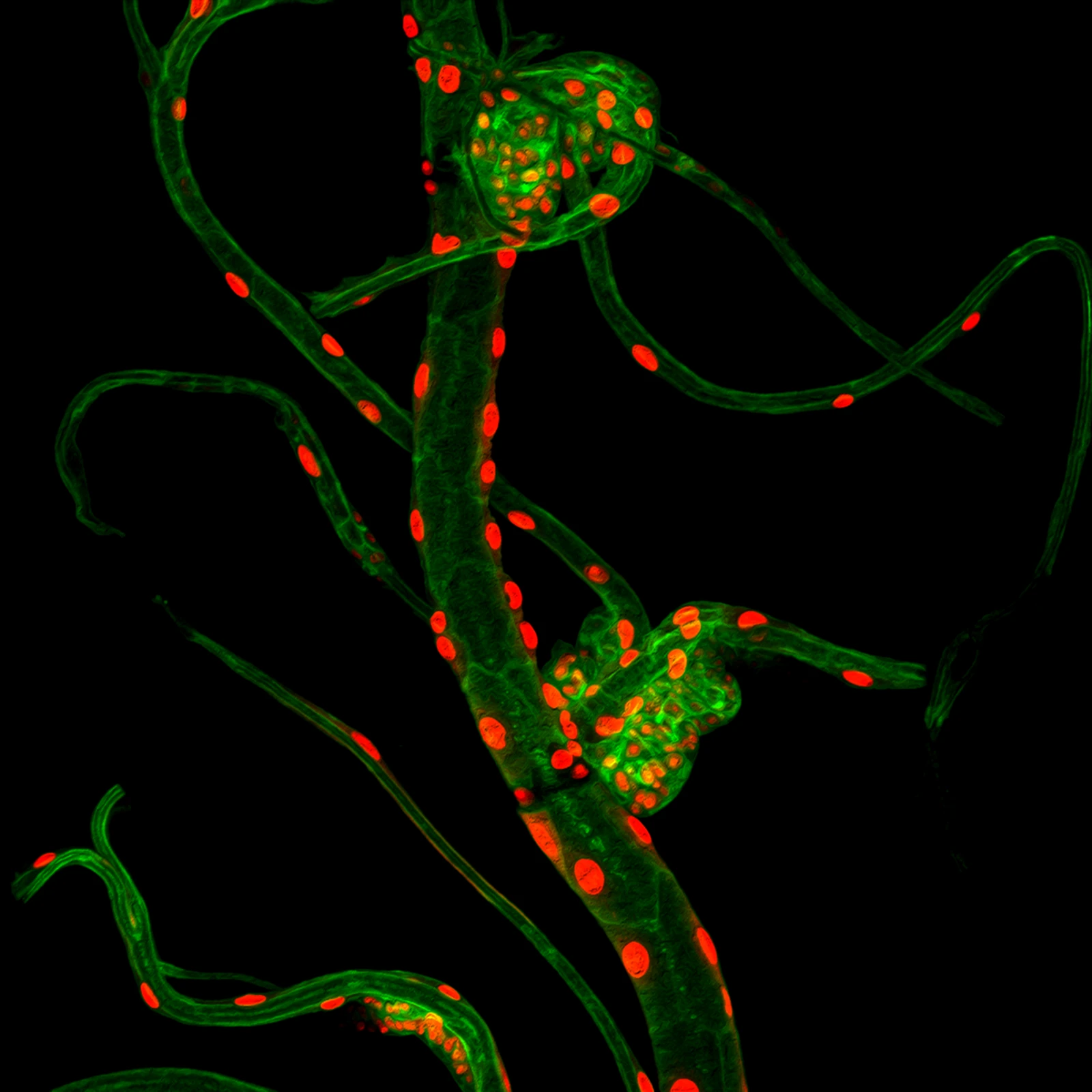 Imagen de microscopía confocal procedente de una investigación en biología del desarrollo